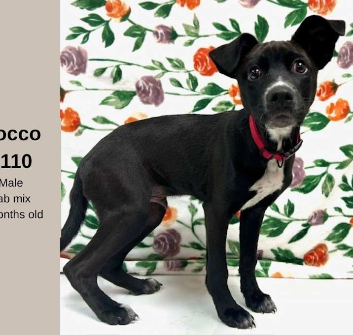 Photo of Rocco