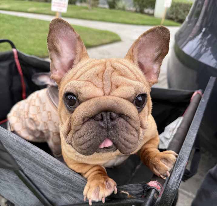Photo of Honey Bea