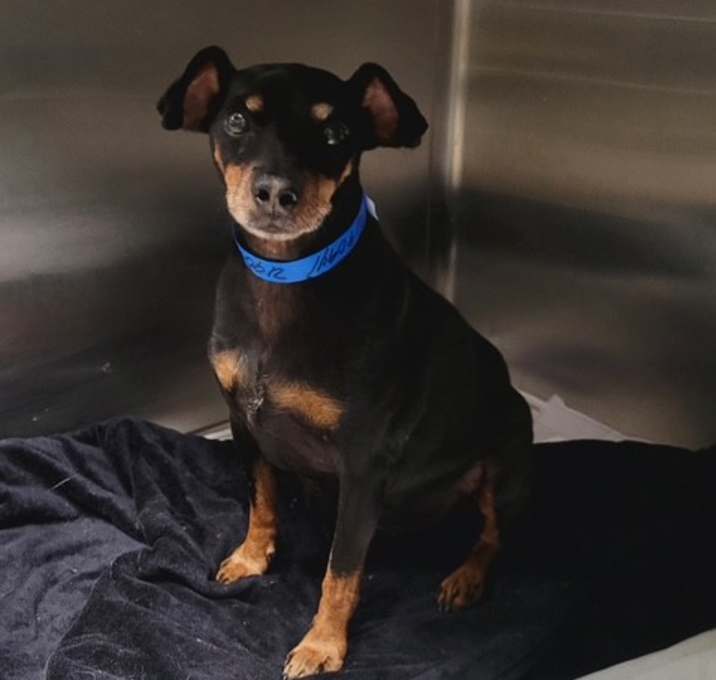Photo of Scout