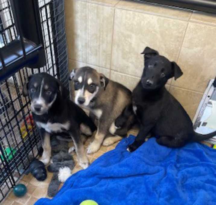Photo of Lab/Husky mix's