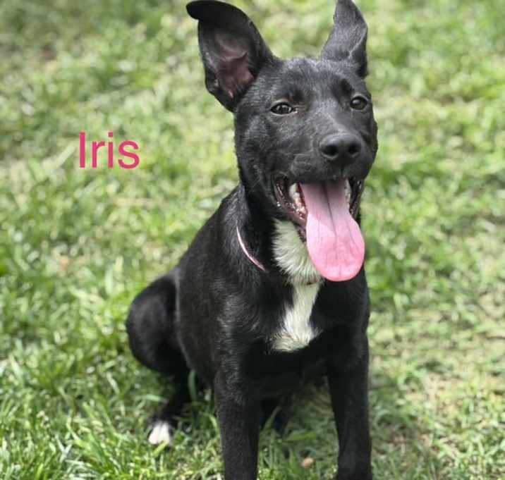 Photo of Iris