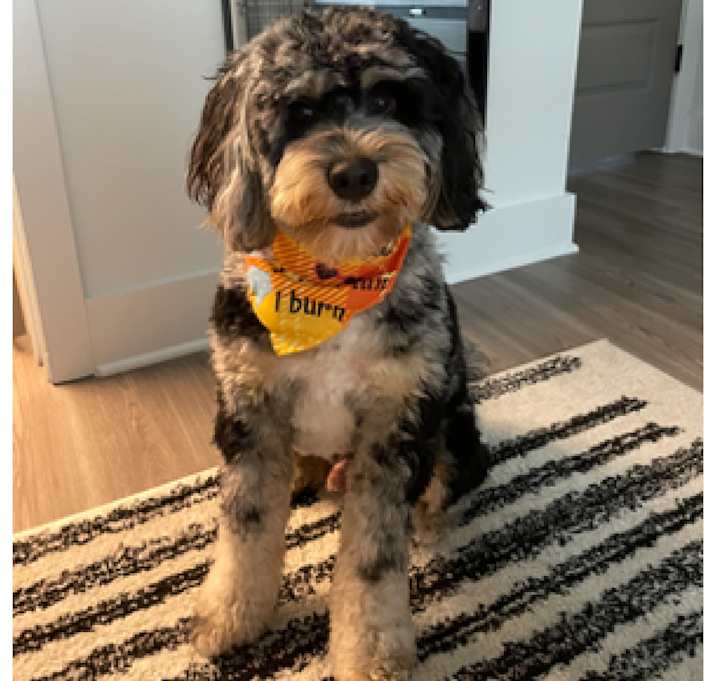 Photo of Mylo