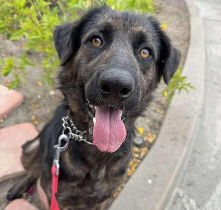 Photo of Tulip