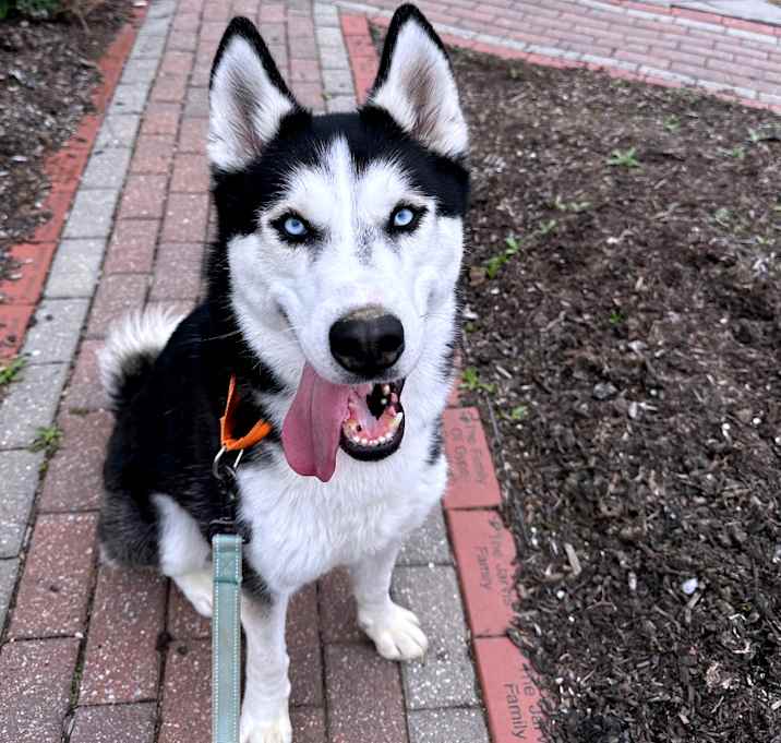 Photo of Phoenix