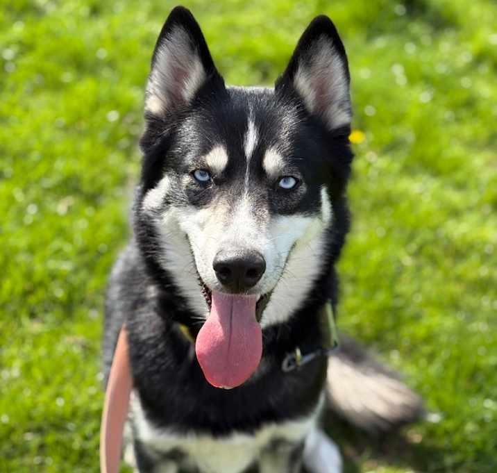 Photo of Fenrir