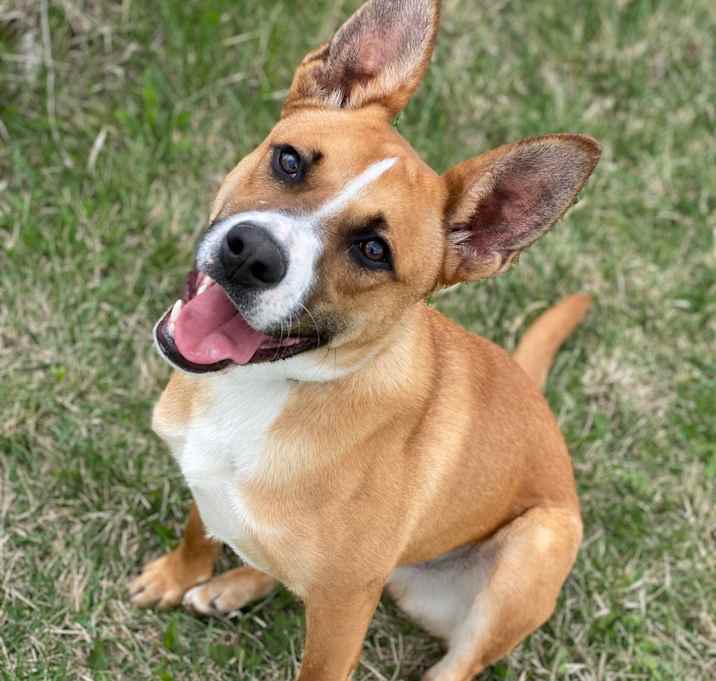 Photo of Sneezy