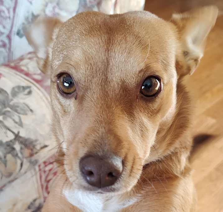 Photo of Caramel