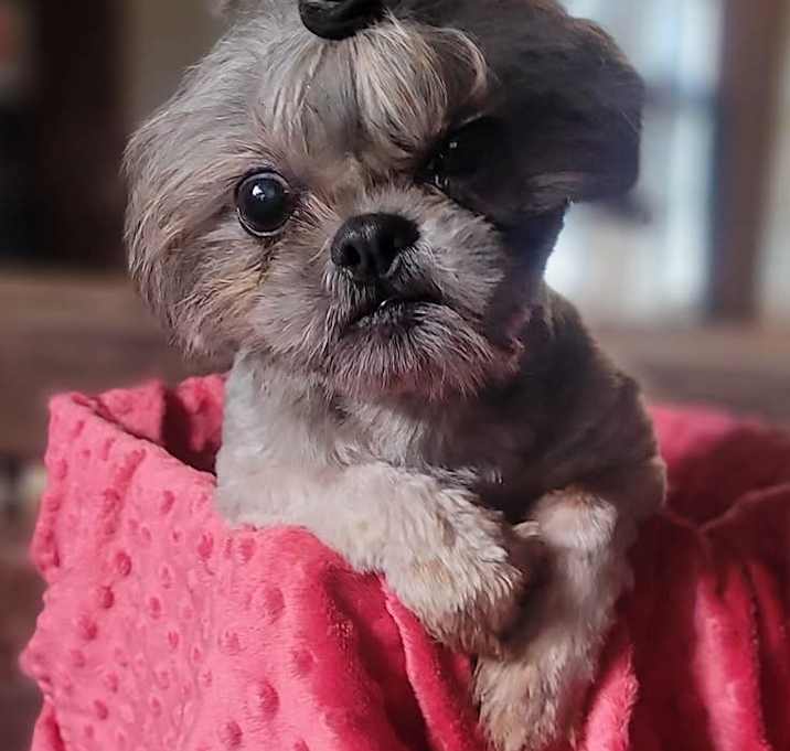 Photo of WILLOW in RHODE ISLAND