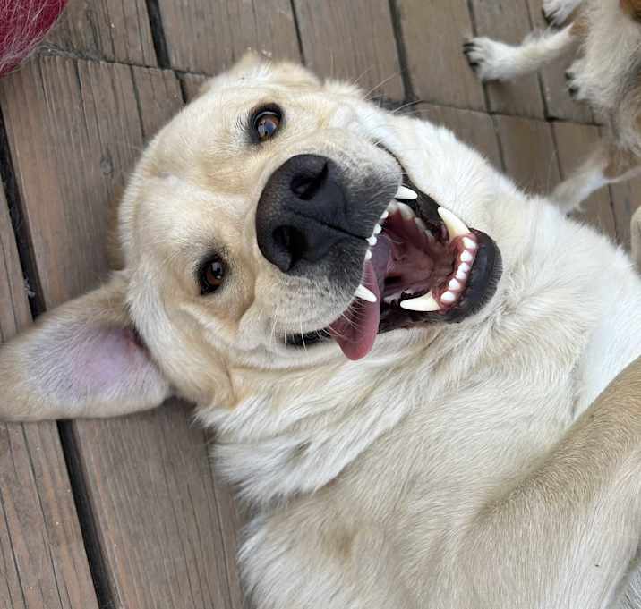 Photo of Butters