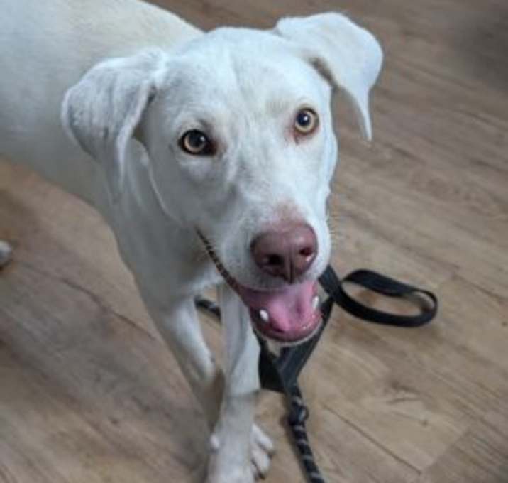 Photo of *OLAF