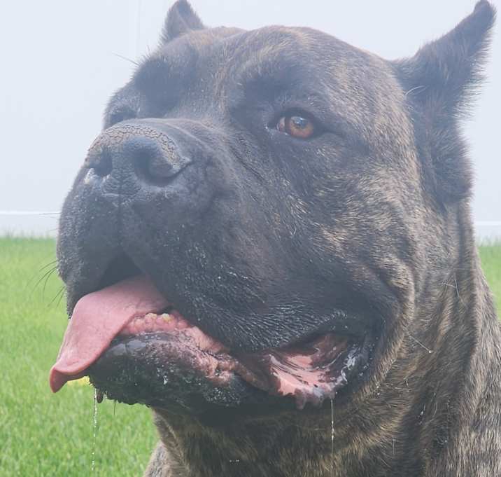 Photo of Neicko