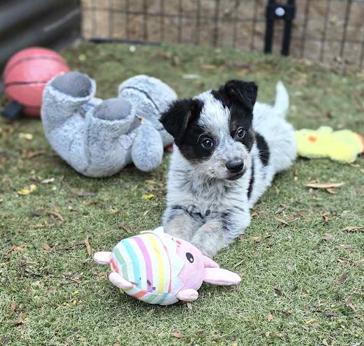 Photo of Juniper