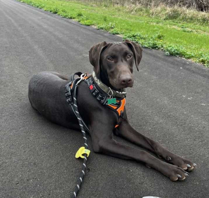 Photo of Maverick