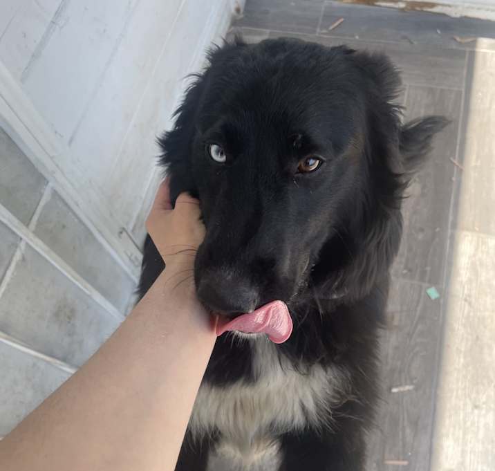 Photo of Belle