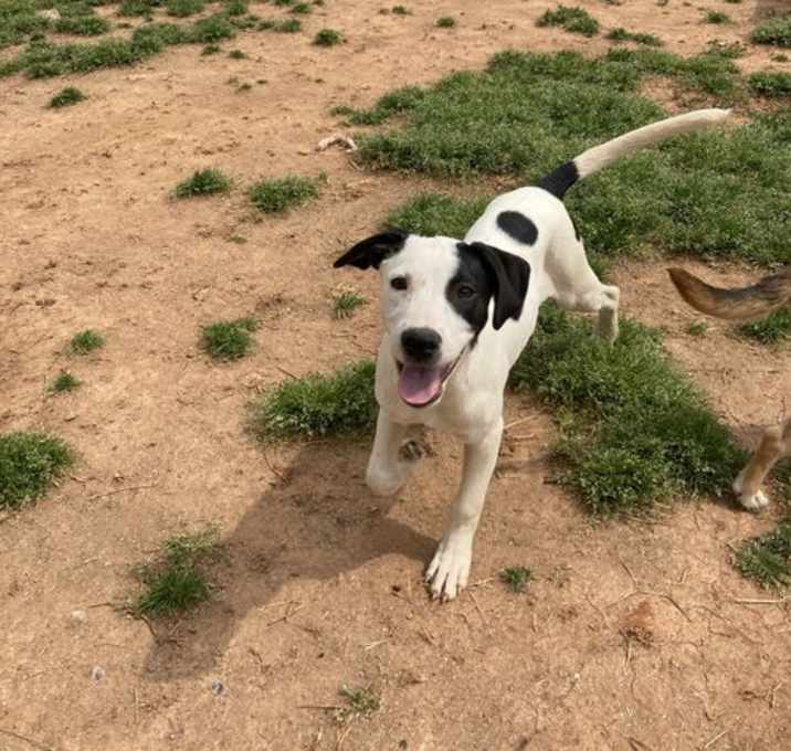 Photo of Puppita