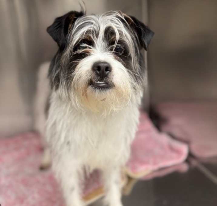 Photo of Kahlua