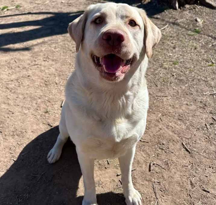 Photo of Bella