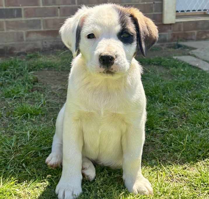 Photo of Petunia