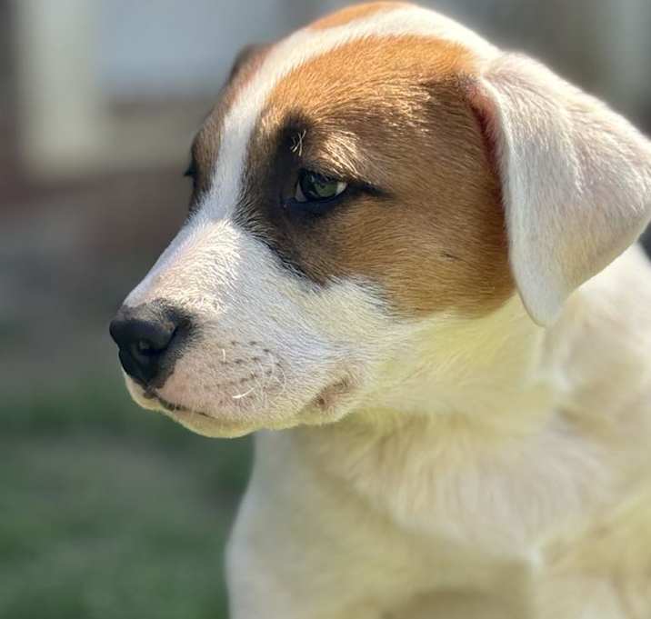 Photo of Tonka