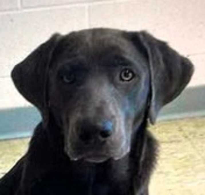 Photo of Gunner