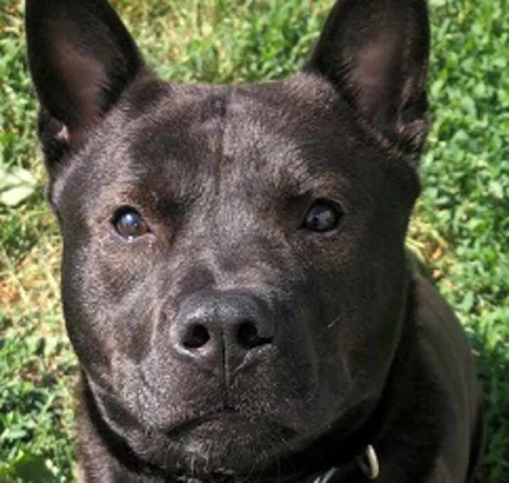 Photo of Willow