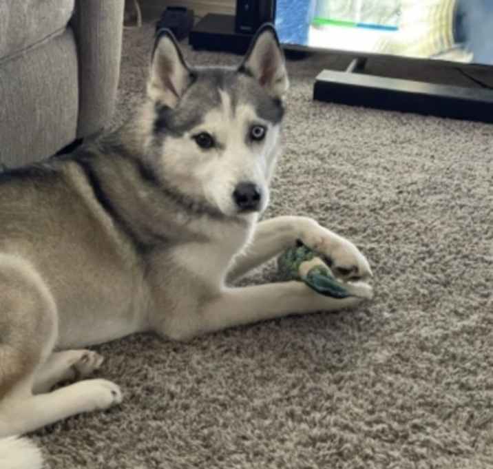 Photo of Tundra Grey