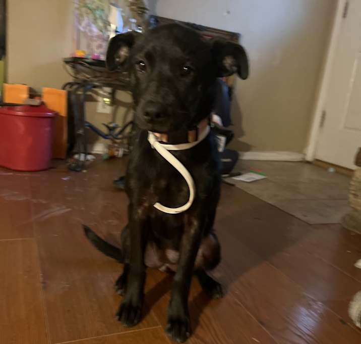 Photo of Oreo