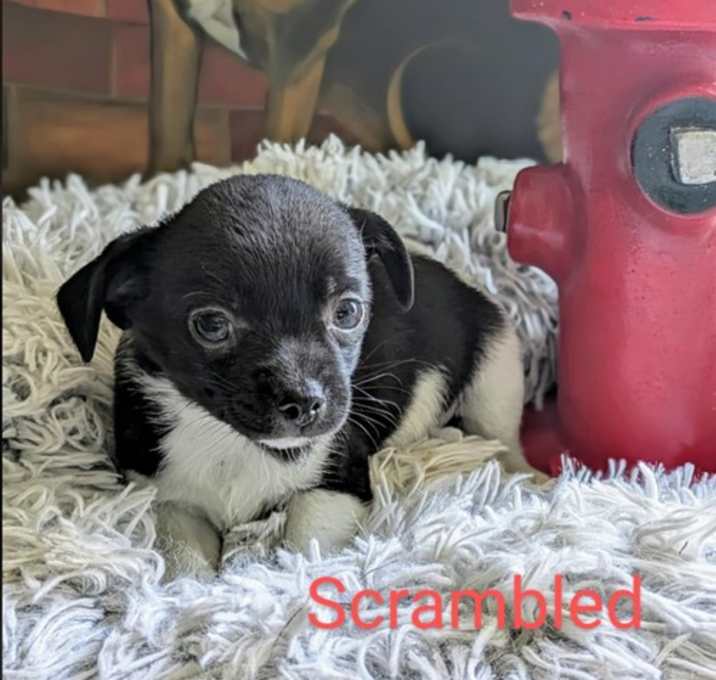 Photo of Scrambled