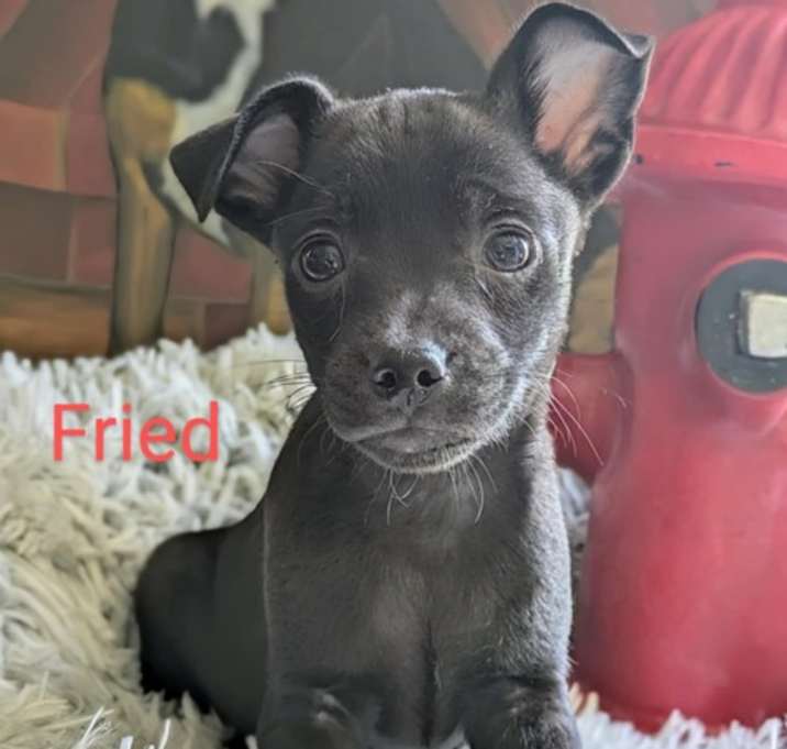 Photo of Fried
