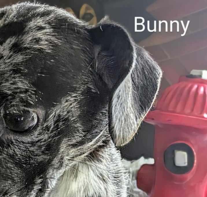 Photo of Bunny