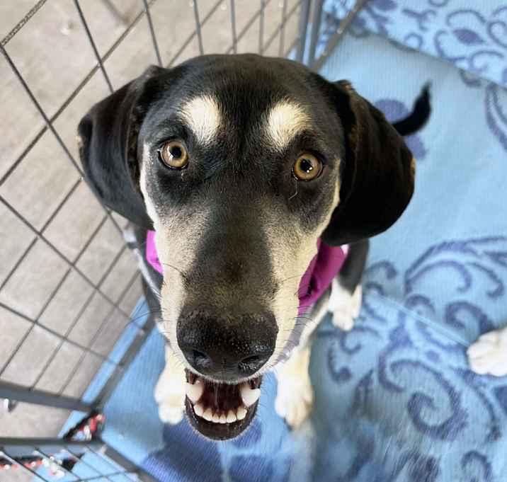 Photo of Roxy