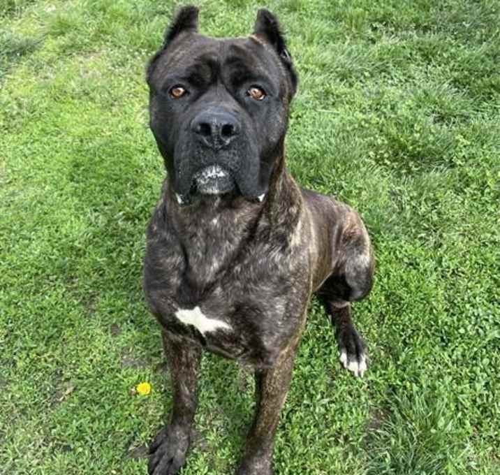 Photo of BRUNO