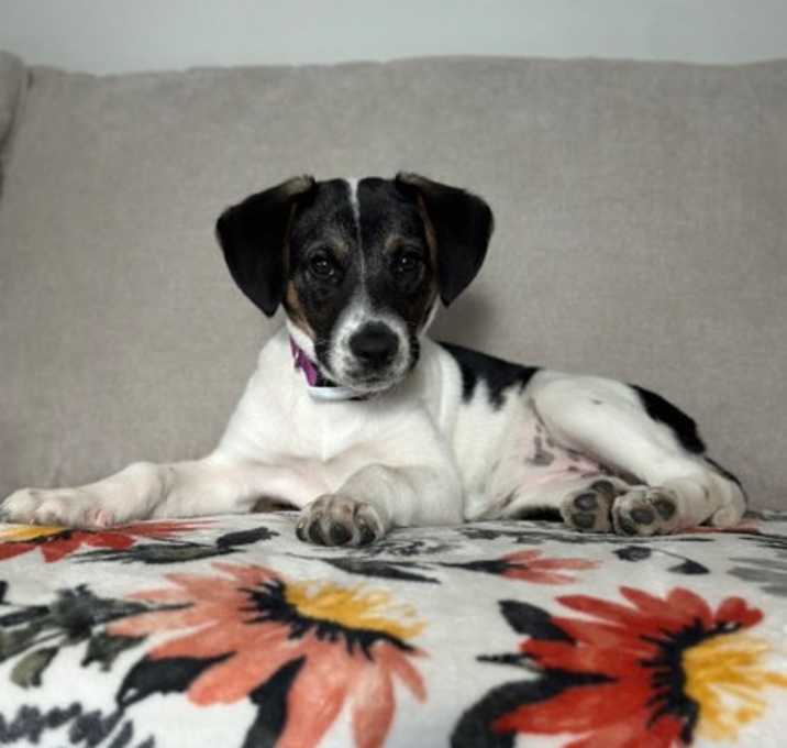 Photo of Lottie June (in foster)