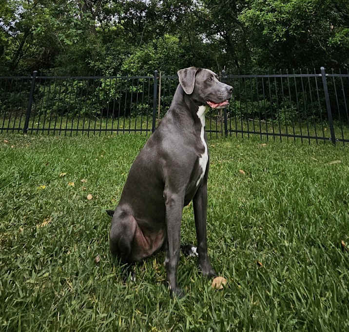 Photo of Shadow