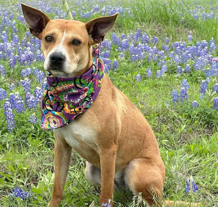 Photo of Sweetie