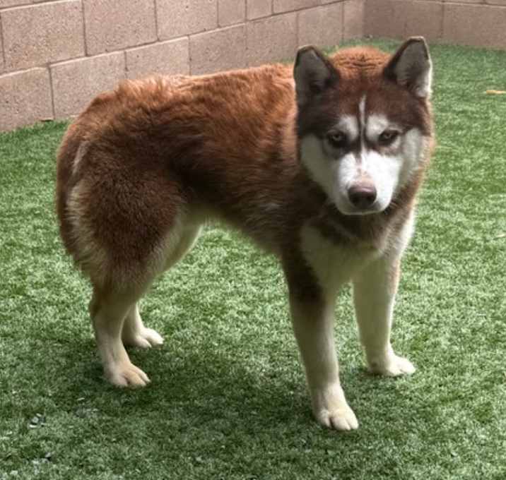 Photo of URGENT! SHELTER IS FULL