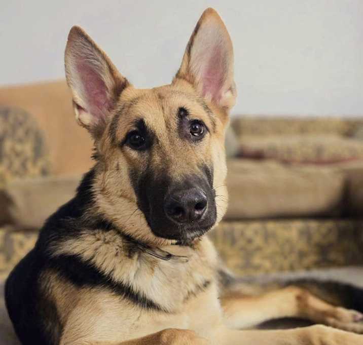 Photo of Milo