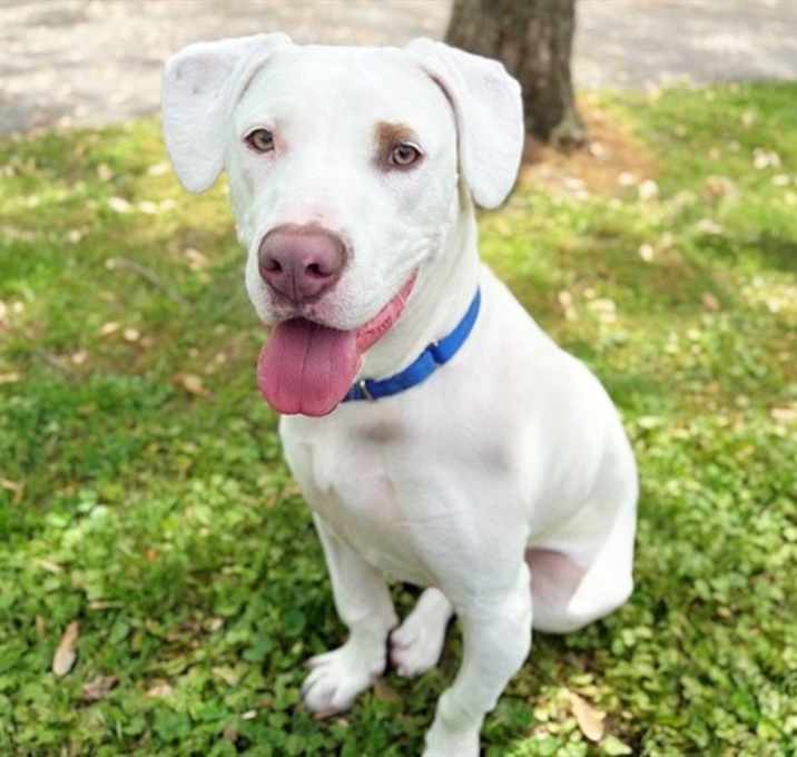 Photo of SAPPHIRE