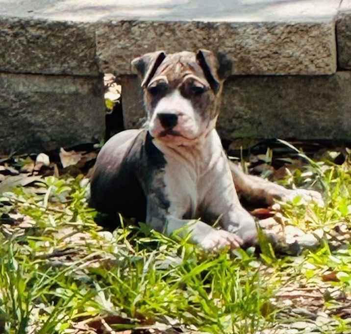 Photo of Canolli