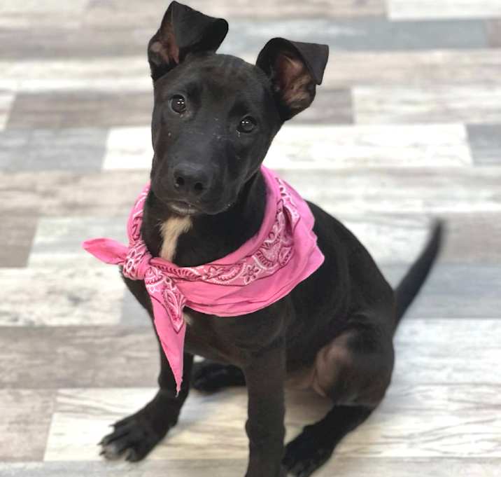 Photo of Kona