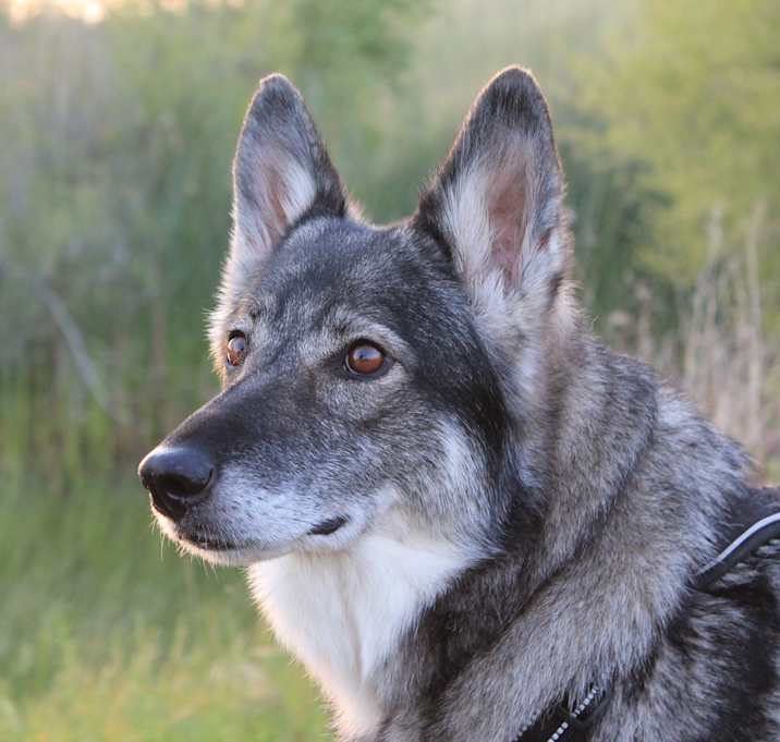 Photo of Juniper