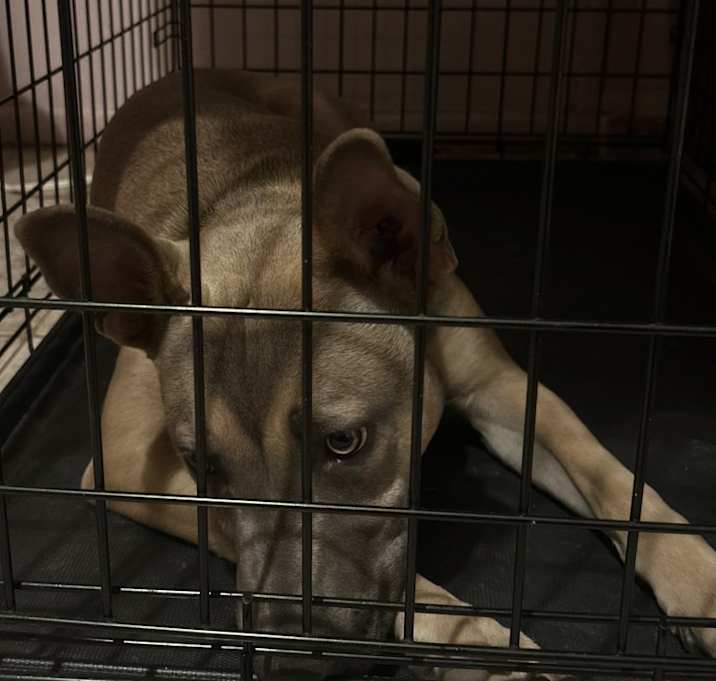 Photo of Nalla