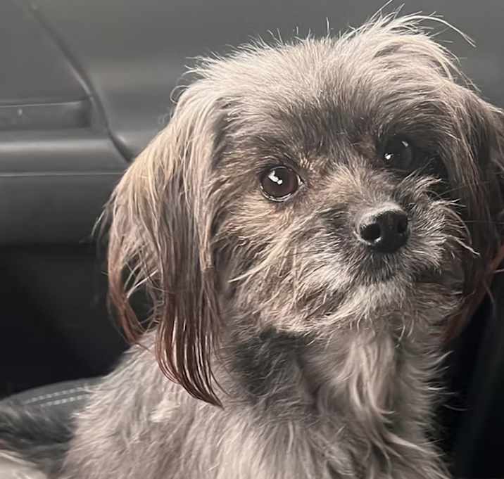 Photo of Misty