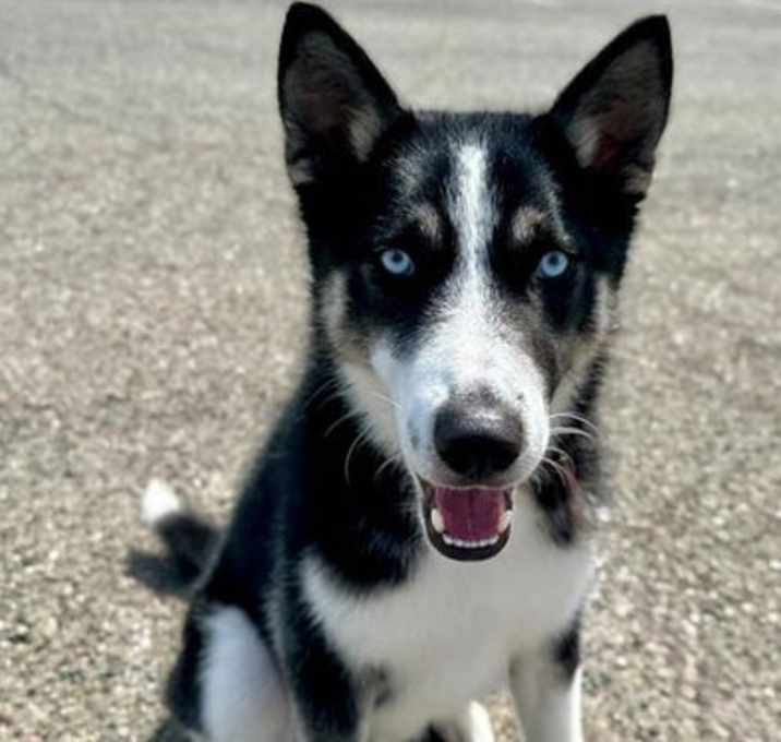 Photo of Sully A431564