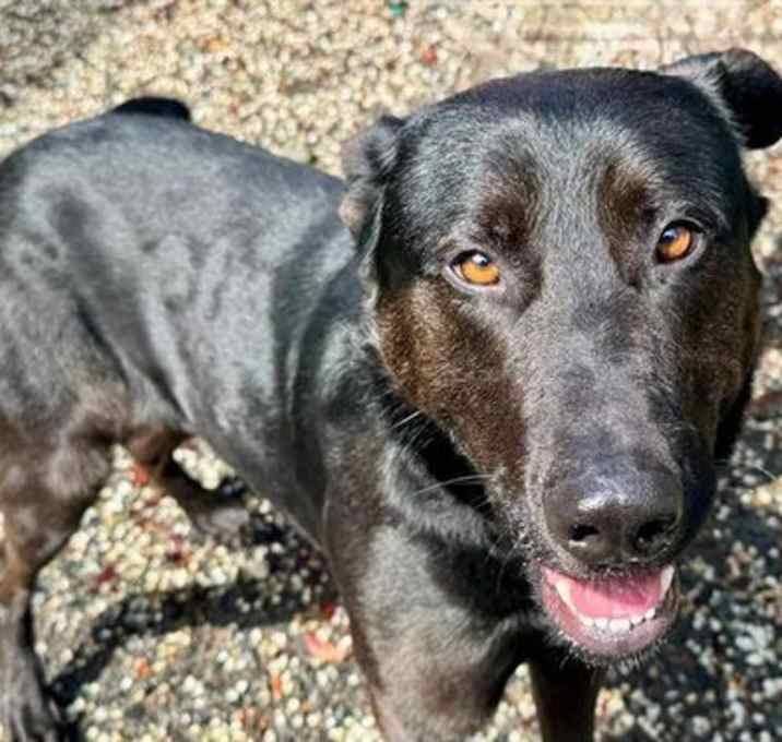 Photo of Rocky A422137