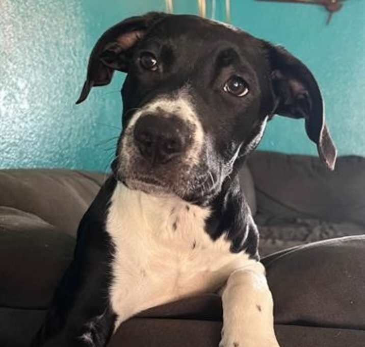 Photo of Tucker A432003