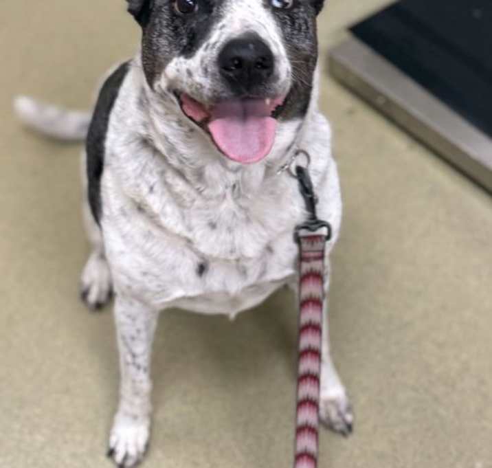 Photo of Duke 49453