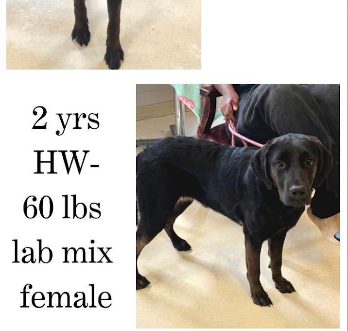Photo of Sadie