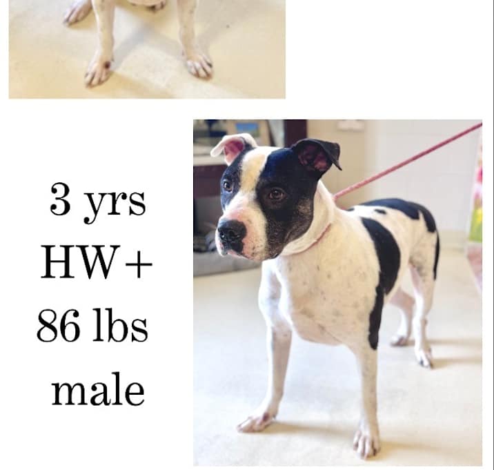 Photo of Spotty