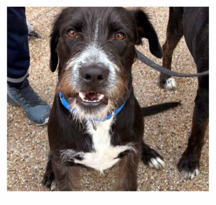 Photo of Buddy